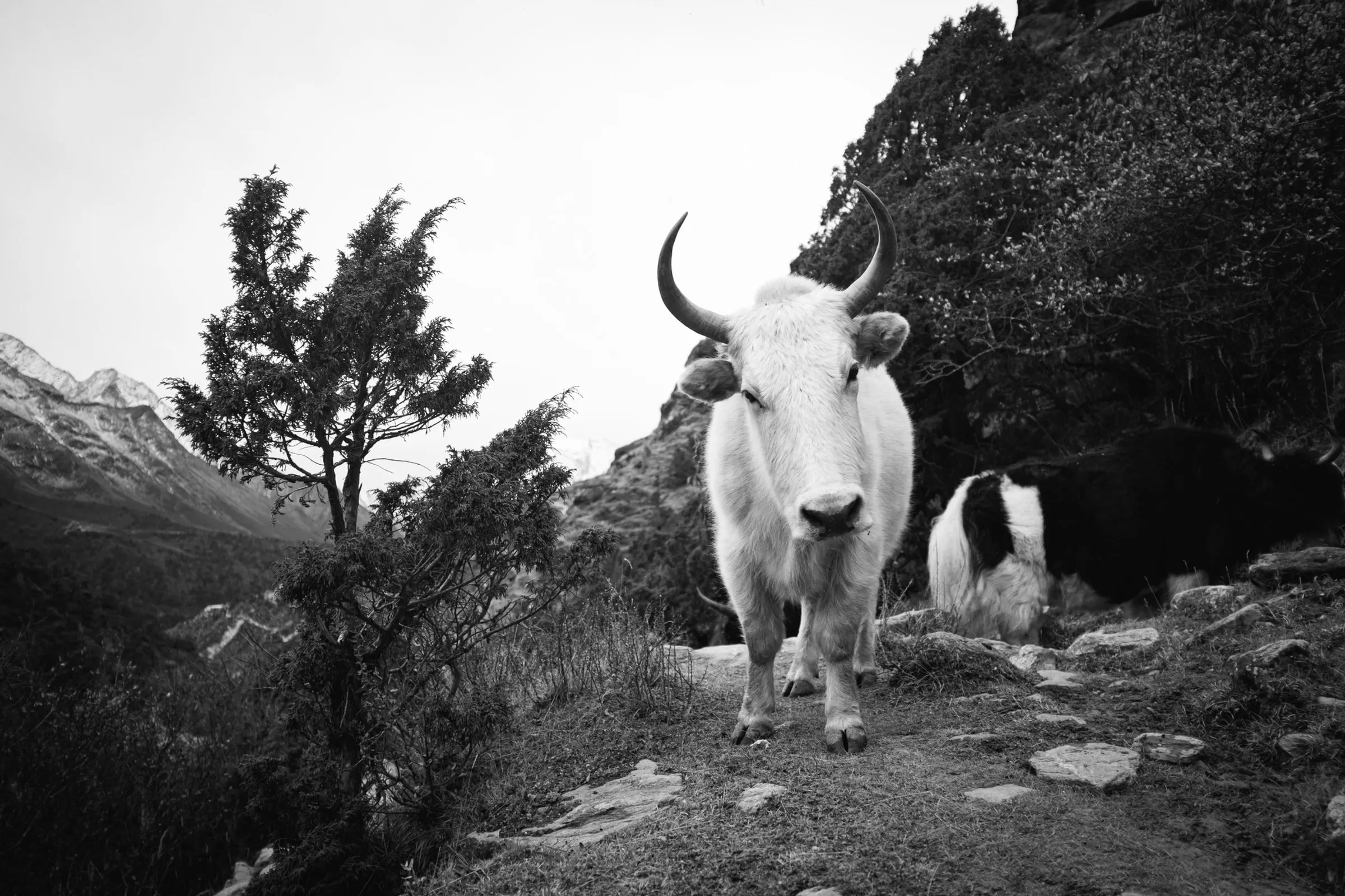 Népal, Everest Base Camp Trek