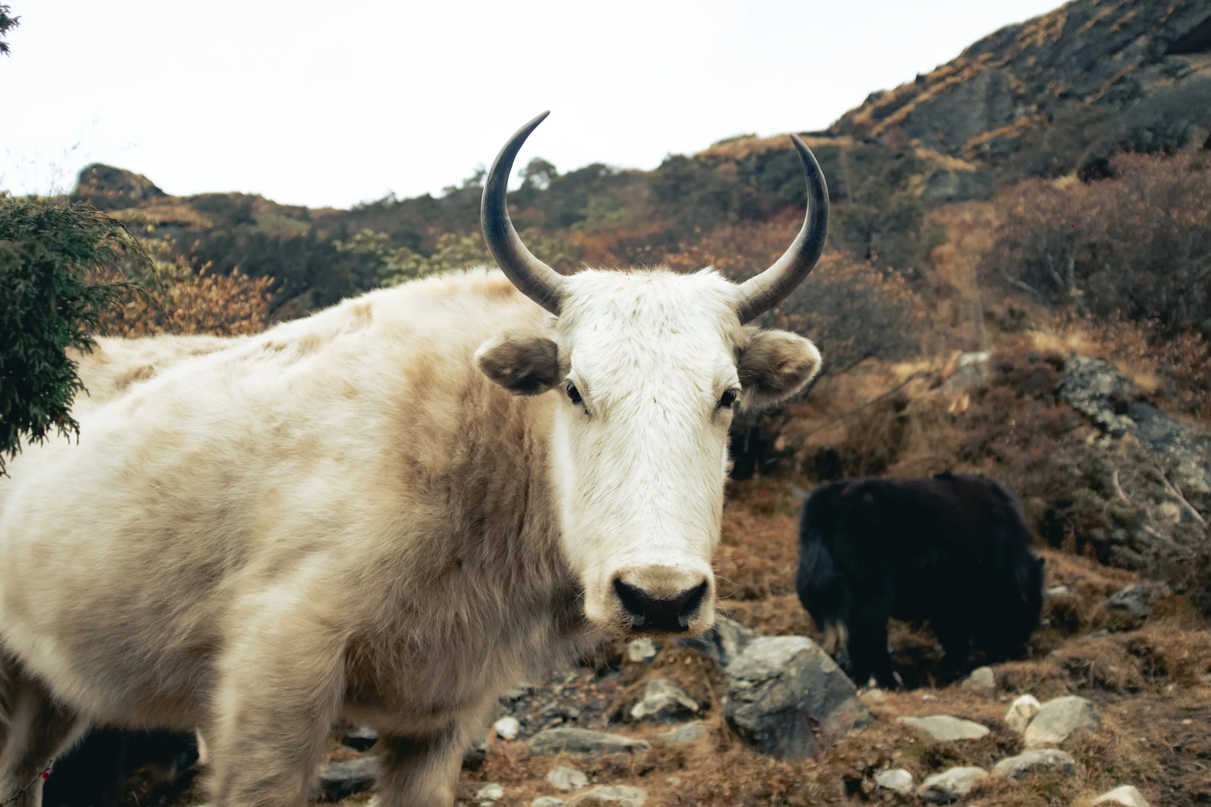 Népal, Everest Base Camp Trek — 13